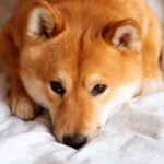 shibainu downtrend cover